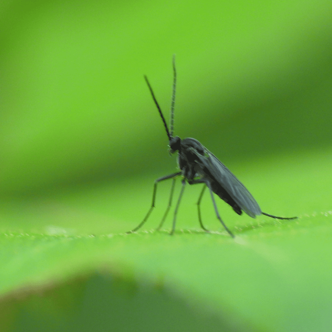 A Brief Guide To Fungus Gnats On Cannabis